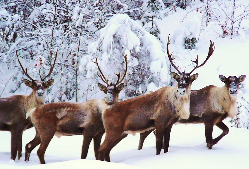 Reindeer HD Wallpapers Desktop GJ9