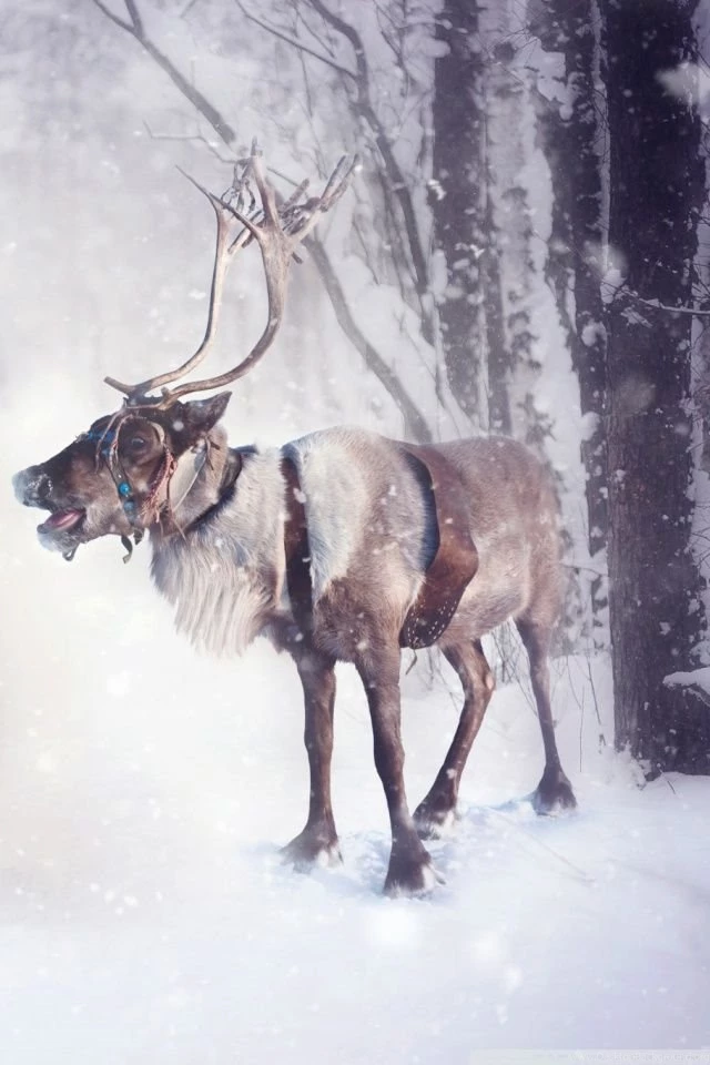 Christmas Elf And Reindeer HD Desktop Wallpapers : Widescreen ...