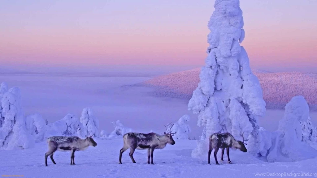 Santa Claus Reindeer 4 Backgrounds Wallpapers   Hivewallpaper.com