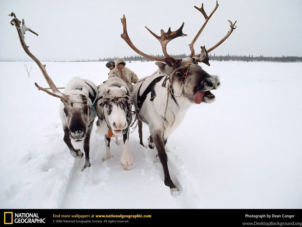 Siberia, Russia, Reindeer, 1980, Photo Of The Day, Picture ...