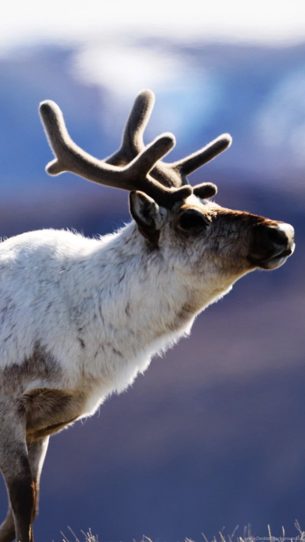 Reindeer Mobile Wallpapers 3463