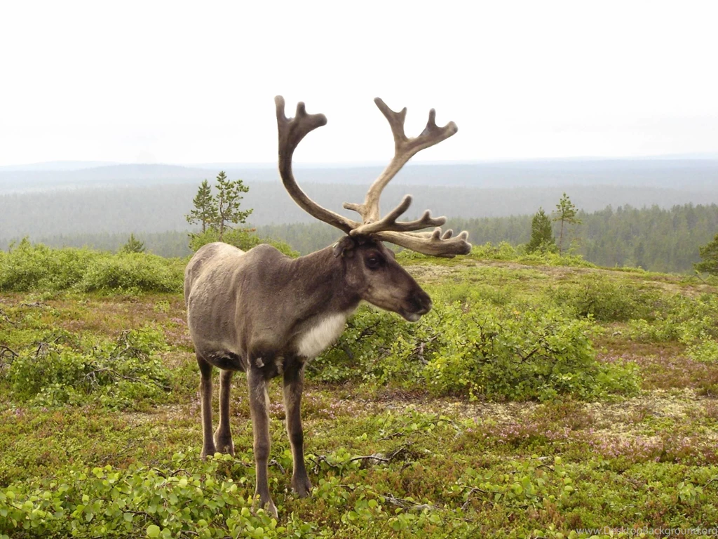 Reindeer Wallpapers 2   Animal Lovers Wallpapers