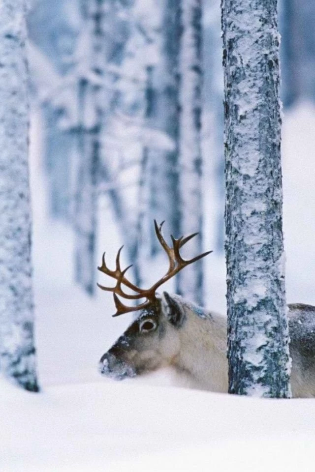 640x960 Sweden Reindeer Iphone 4 Wallpapers