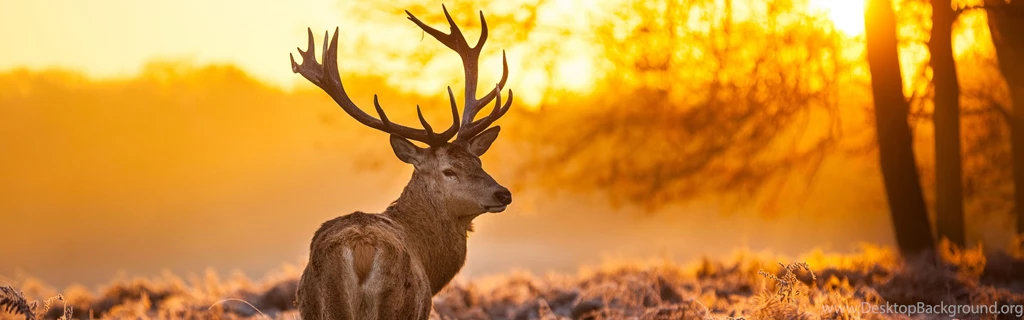 Download Wallpapers 3840x1200 Reindeer, Lights, Tree Dual Wide HD ...