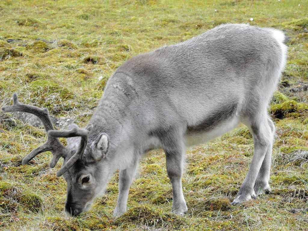 Reindeer Wallpapers 3   Animal Lovers Wallpapers