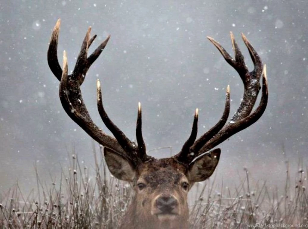 Reindeer Photo Collection.   BestePics