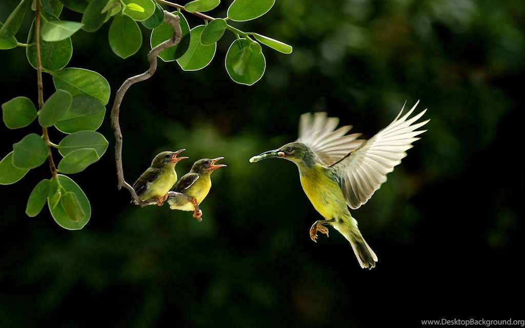 Birds Creative Desktop Wallpapers