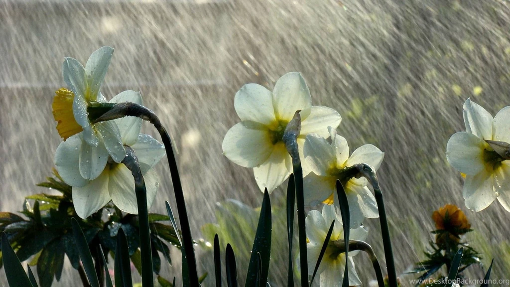 Summer Rain Desktop Wallpaper, Summer Rain Pictures