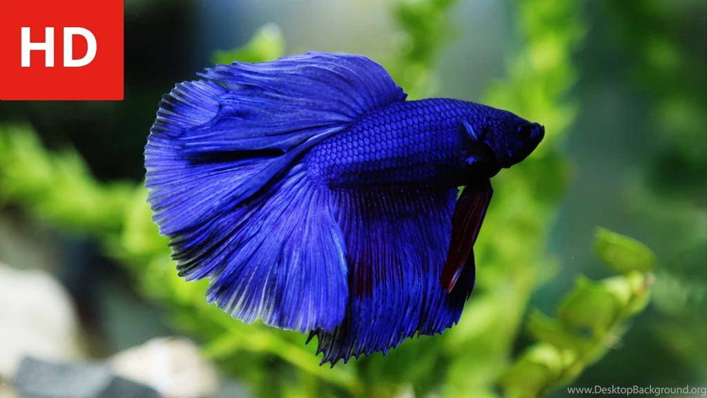 Beauty Of Variety Betta Fish   HD 1080p   YouTube