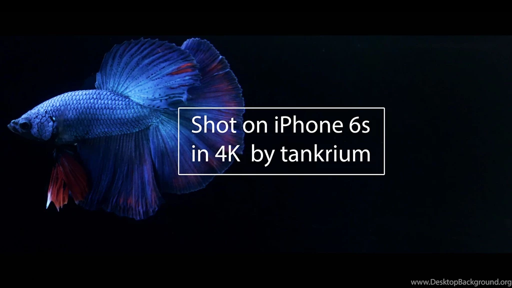 iPhone 6s   Video Test Of Betta Fish In 4K   YouTube