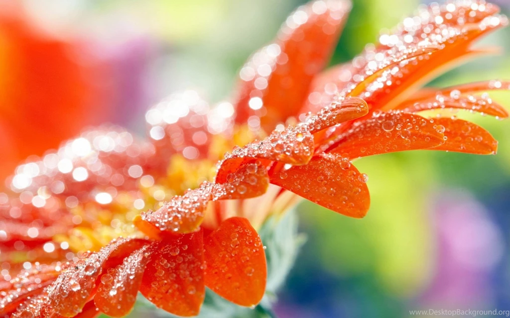 Water Drops On Leaves HD Wallpapers For Desktop & Mobile