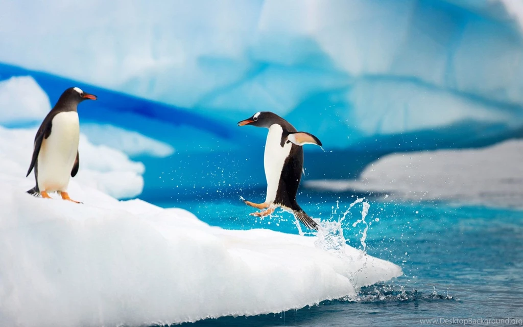 Antarctica Gentoo Penguins Wallpaper.jpg