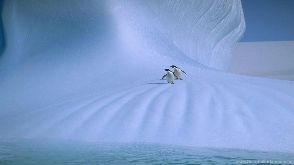 Adelie Penguins Antarctica Free Desktop Backgrounds Free ...