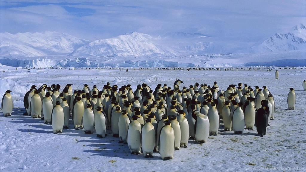 The Crowd Of Penguins In Antarctica Wallpapers And Images ...