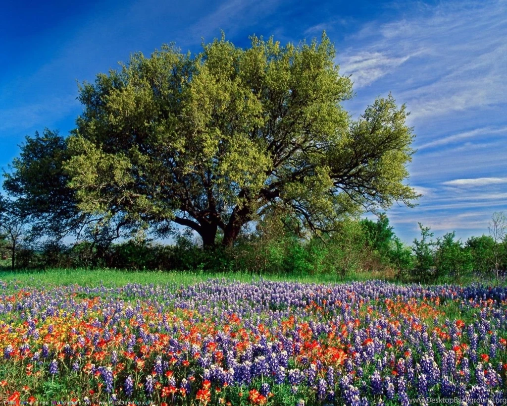 Texas Hill Country Wallpapers 136129