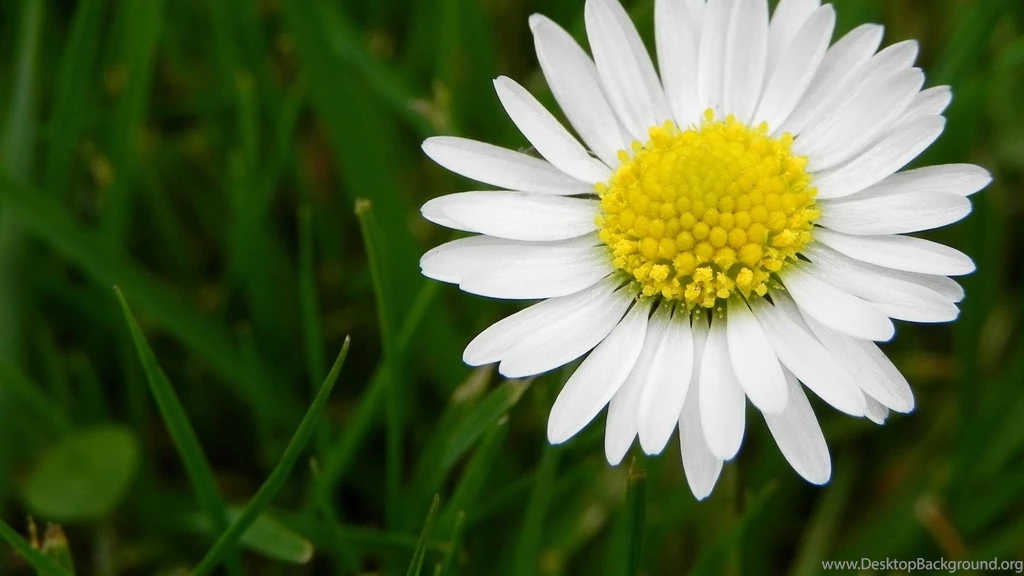 Flower Daisy White Wallpapers