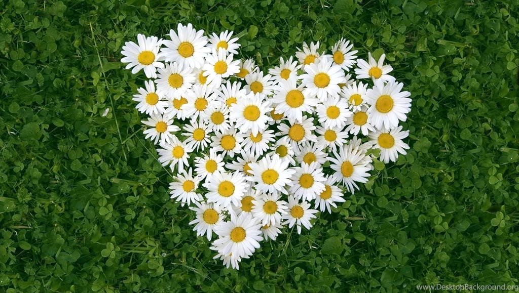 1280x960px Daisies Flowers Tumblr