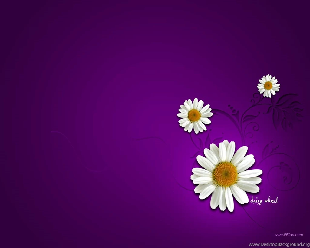 Daisy flower wallpaper 3 717185.jpg