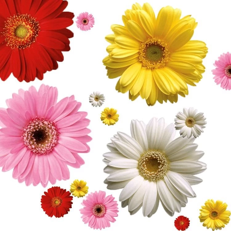 Online Get Cheap Daisy Flower Wallpapers Aliexpress.com