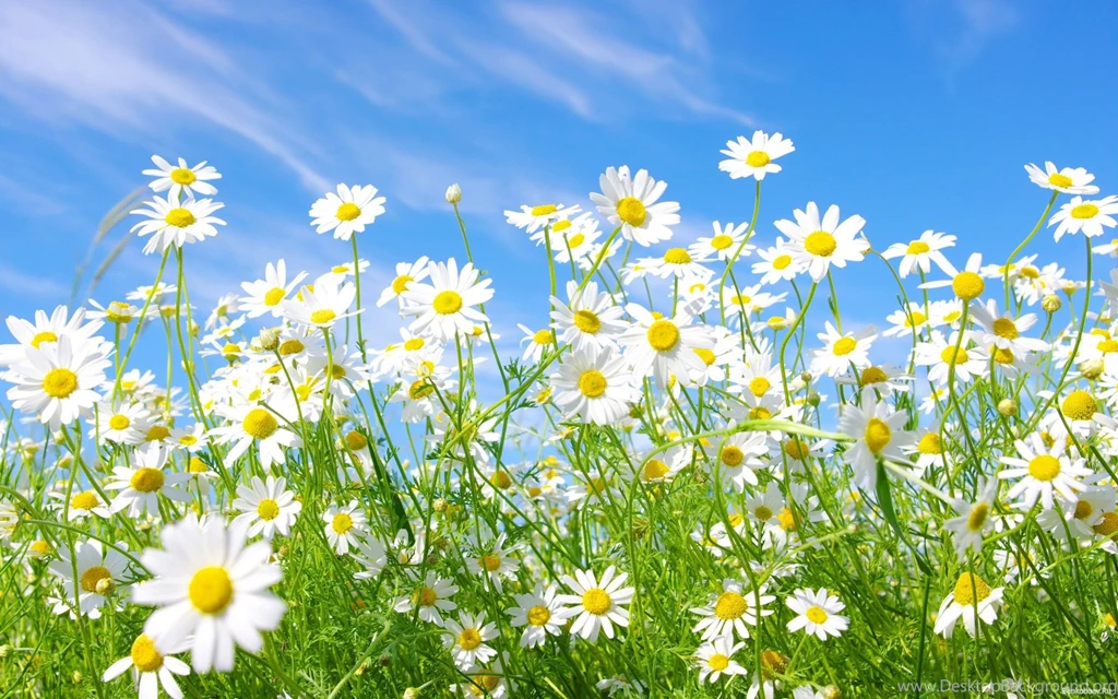 Daisy Among Poppies Wallpapers