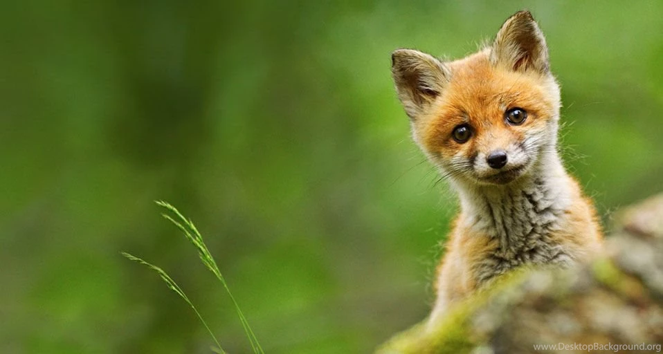 Flag Days: Grinch Desktop Wallpapers