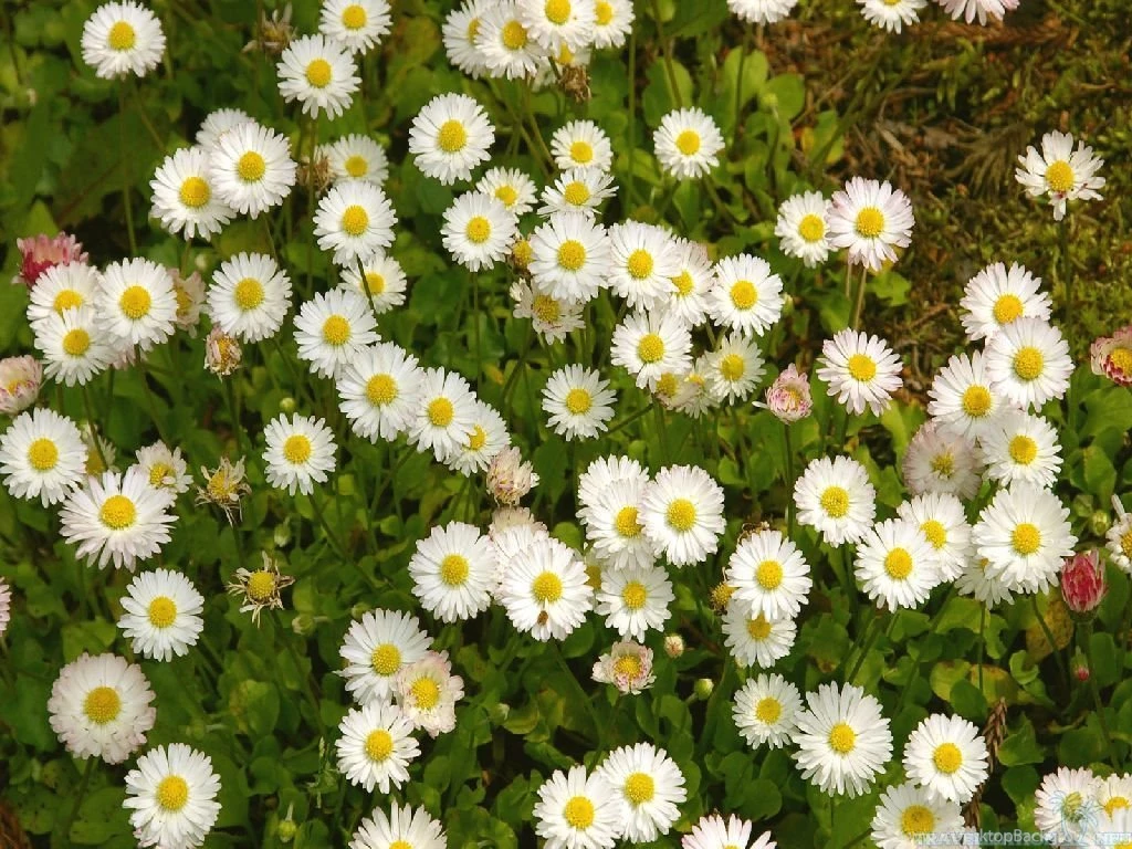Wonderful Daisy Wallpapers