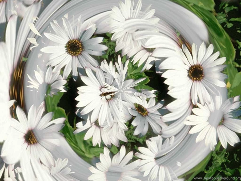 Desktop Flower Wallpapers Beautiful Flower Wallpapers