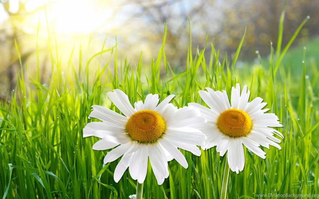 Twin Daisy Flower Wallpapers HD