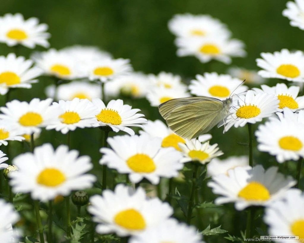 Free Wallpapers Free Flower Wallpapers Daisy Wallpapers ...