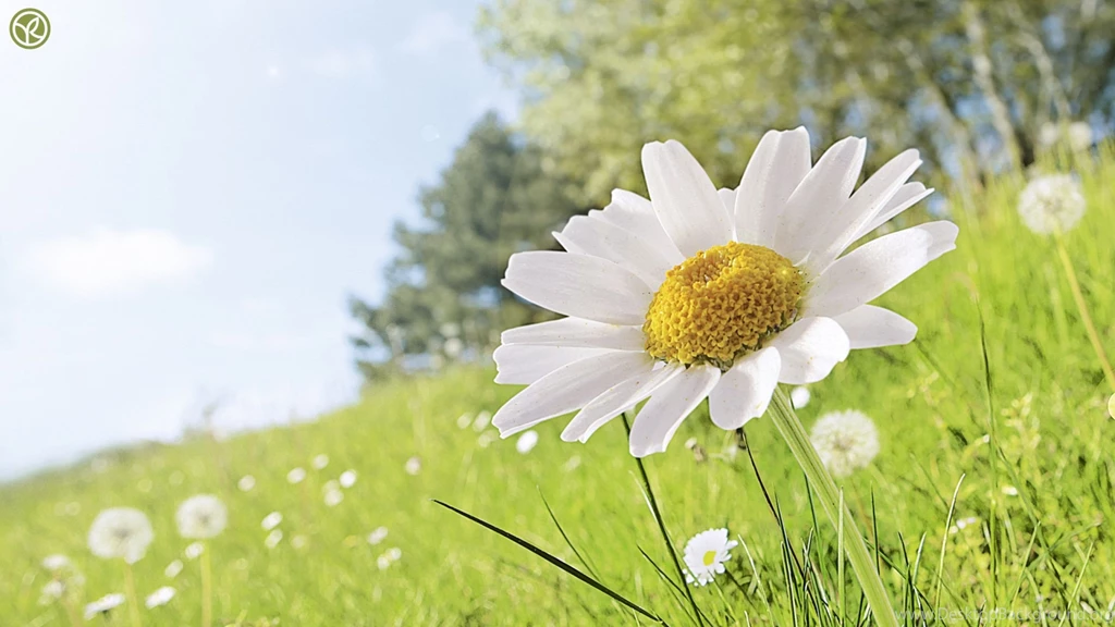 Download Wallpapers 2560x1440 Daisy, Flower, Grass, Petals Mac iMac ...