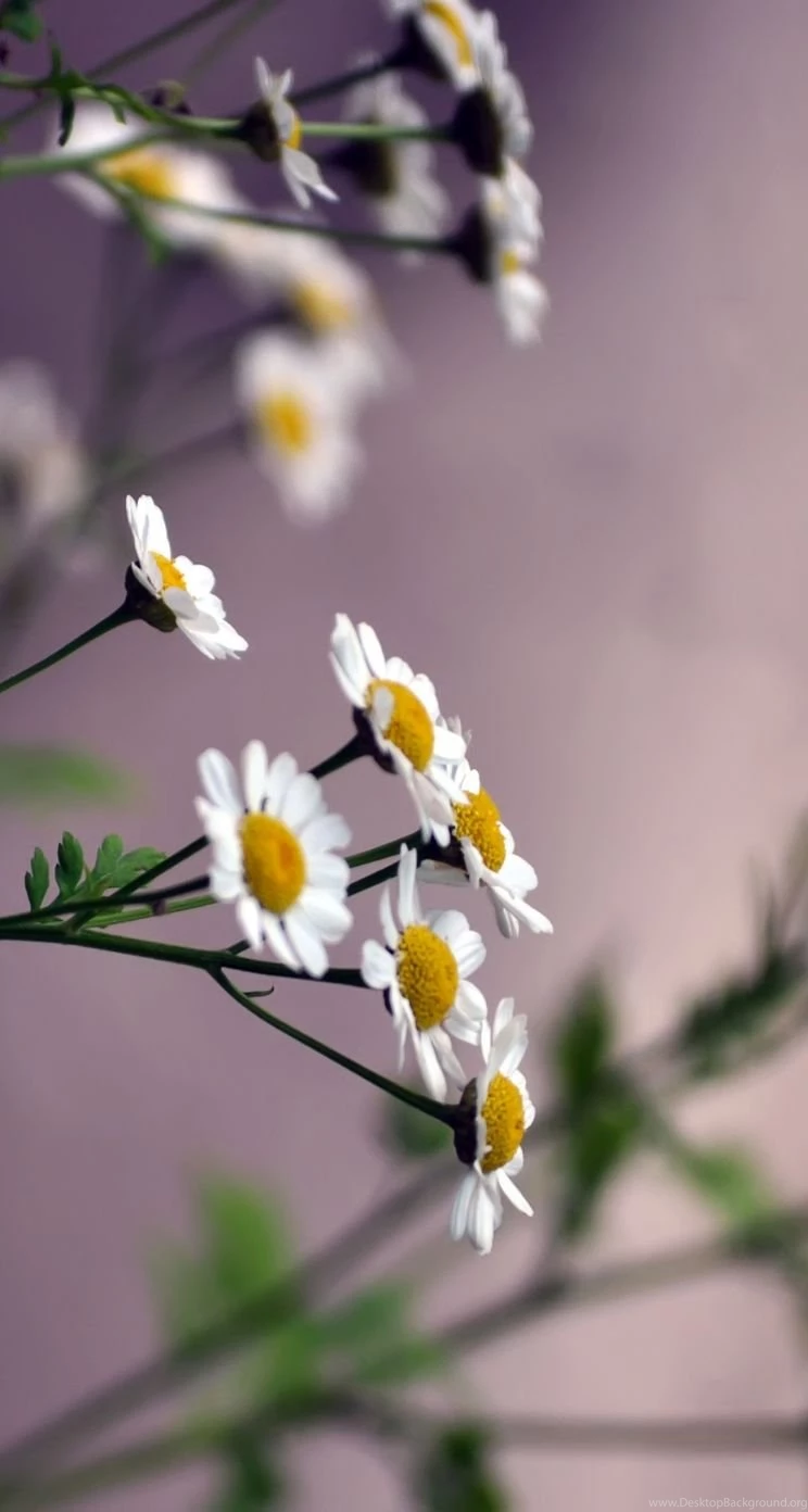 Flower iPhone 5s Wallpapers