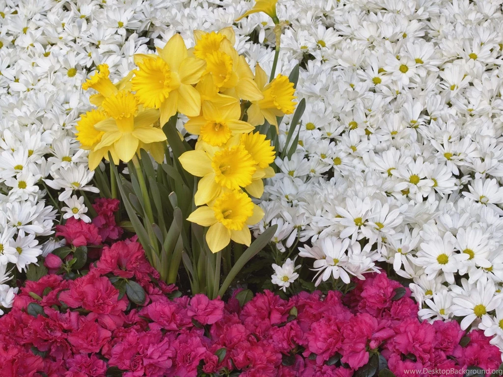 Brighton Narcissus And Daisy Flowers Wallpapers