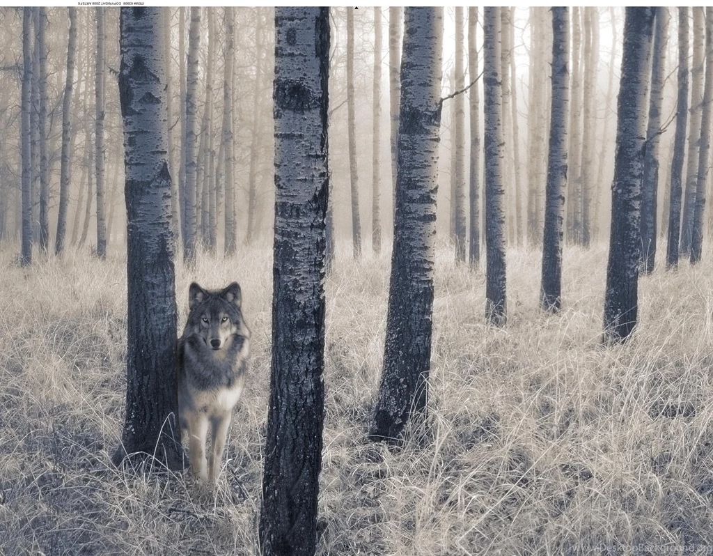 Lone Wolf Wallpapers >> Backgrounds With Quality HD