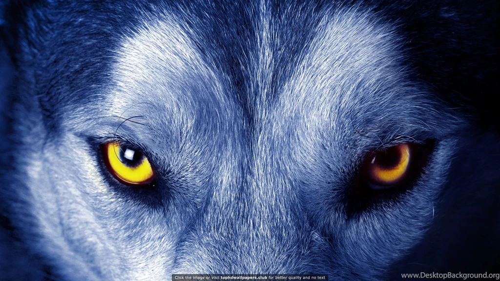 Best Wolf 4K Or HD Wallpapers For Your PC, Mac Or Mobile Device