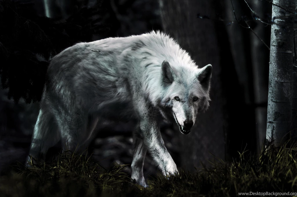 Other dark wolf friendship white grey wild animal black quotes winter majestic howl canine arctic wolves wisdom beautiful canis lupus wolfrunning abstract ...