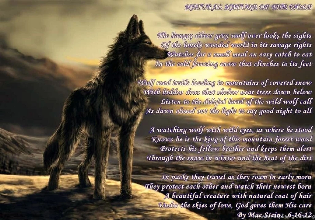 Dogs: Lone Wolf Wolves Animals Nature Wild Walking Sun Image ...