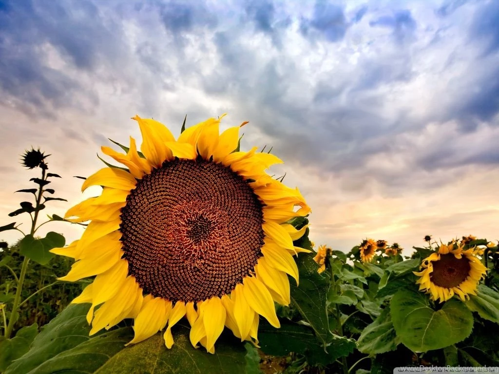 Sunflower Close Up HDR HD Desktop Wallpapers : Widescreen : High ...