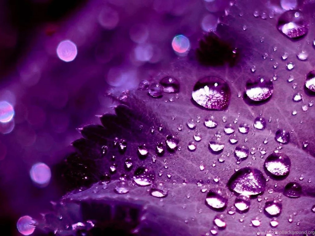 Pictures > Pretty Purple Backgrounds For Desktops