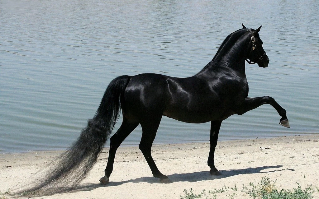 16389) Horse HD Desktop Backgrounds Wallpapers Attachment   WalOps.com