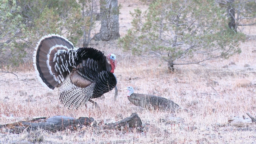 15 Yard Files: Gould's Turkey Hunting