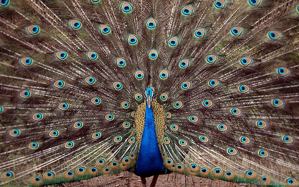 Peacock Wallpapers 9442