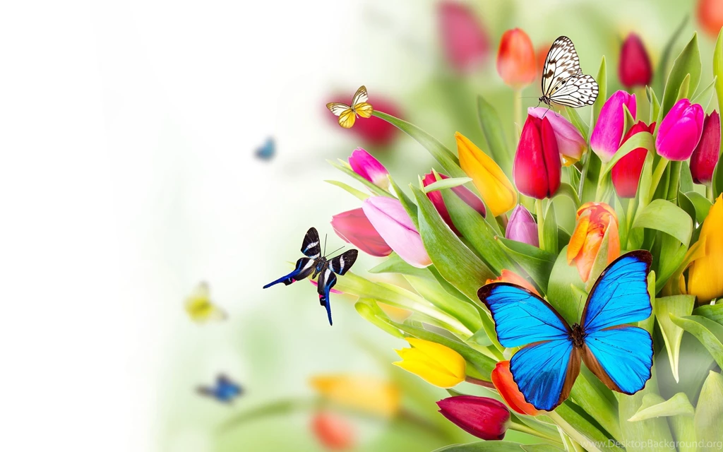 53 Flowers And Butterflies Pictures, Images, Wallpapers