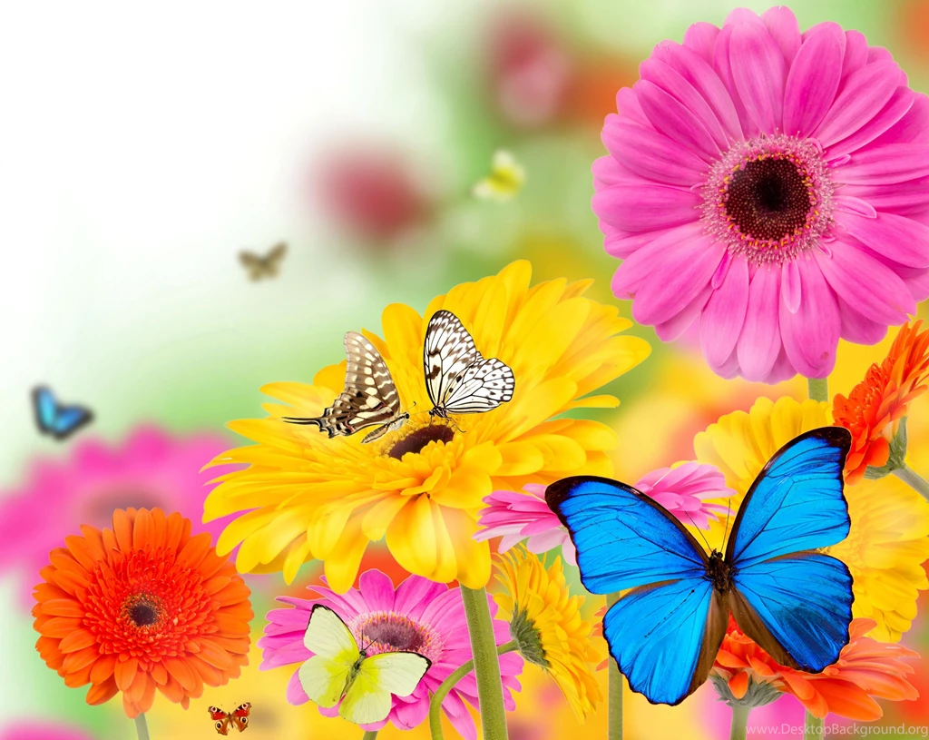Butterflies Wallpapers