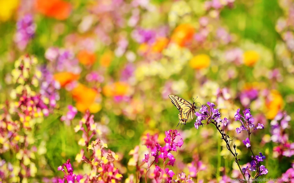Pictures Of Flowers And Butterflies Butterflies And Flowers ...