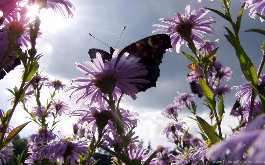 Download Flower And Butterfly Awesome Photo Wallpapers