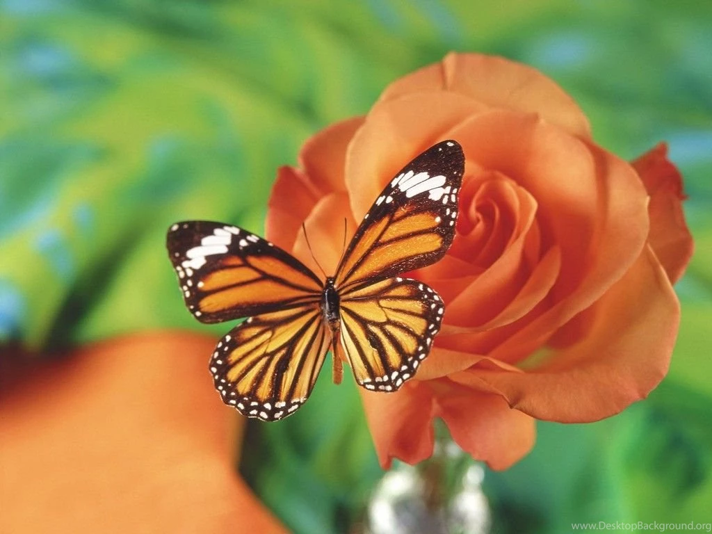 Butterfly And Flowers Wallpapers