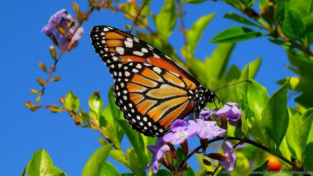 Beautiful flowers and butterflies wallpapers yn6jkjy25.jpg