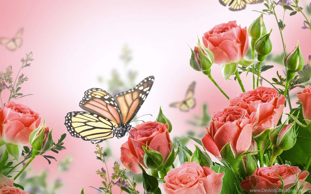 Butterflies Wallpapers
