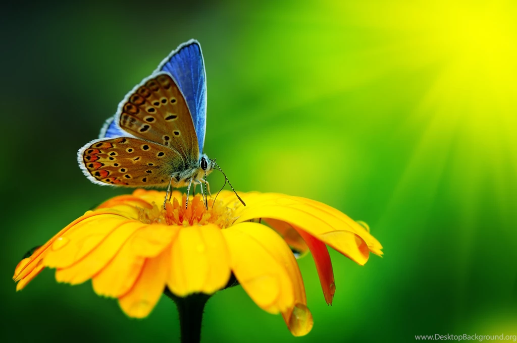 Flower Wallpapers