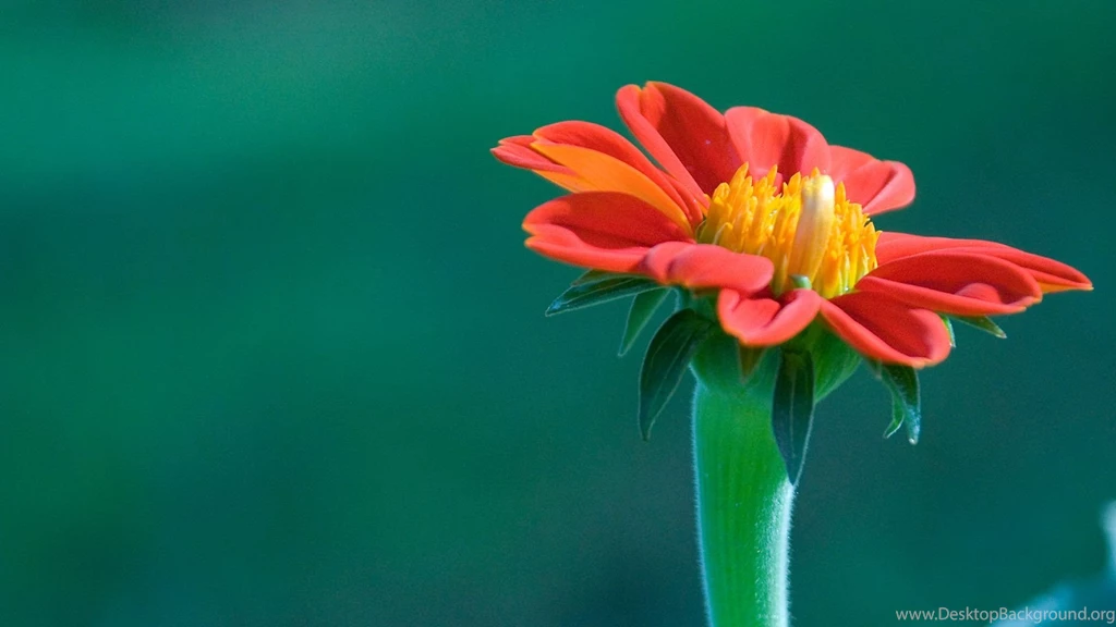 1920x1080px Beautiful Flowers Wallpapers Single